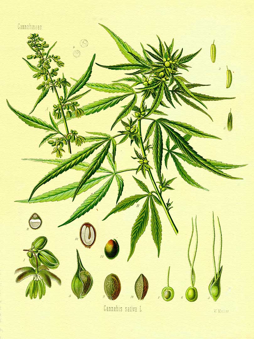 img_cannabis